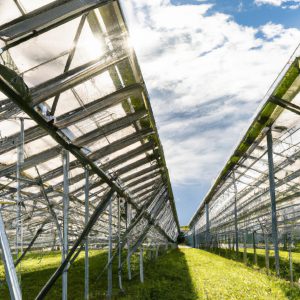 Sustainable Farming Revolution: Solar Greenhouses Boost Growth