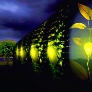 Next-Level Garden Lighting: Unleashing Creative Illumination!